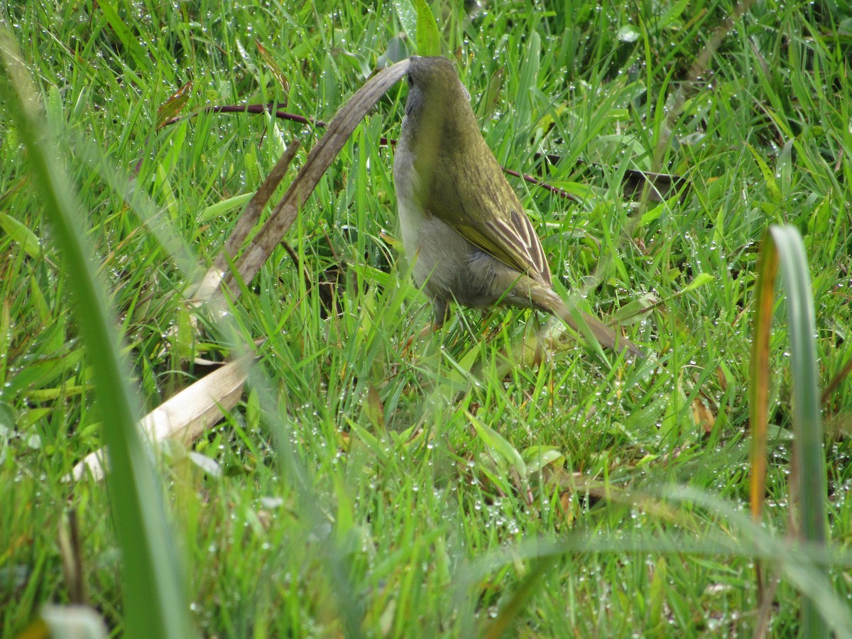 Great Pampa-Finch - ML642128341