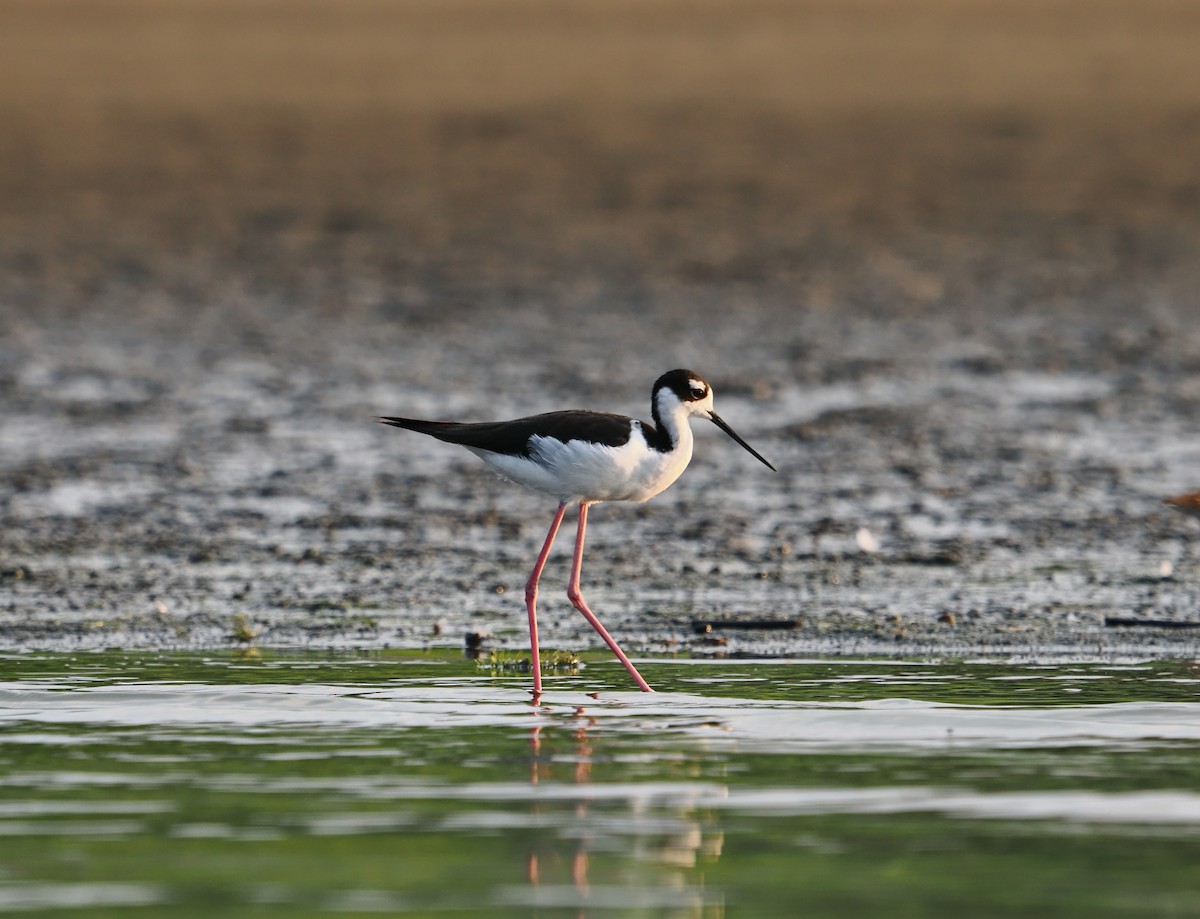 Black-necked Stilt - ML642128342