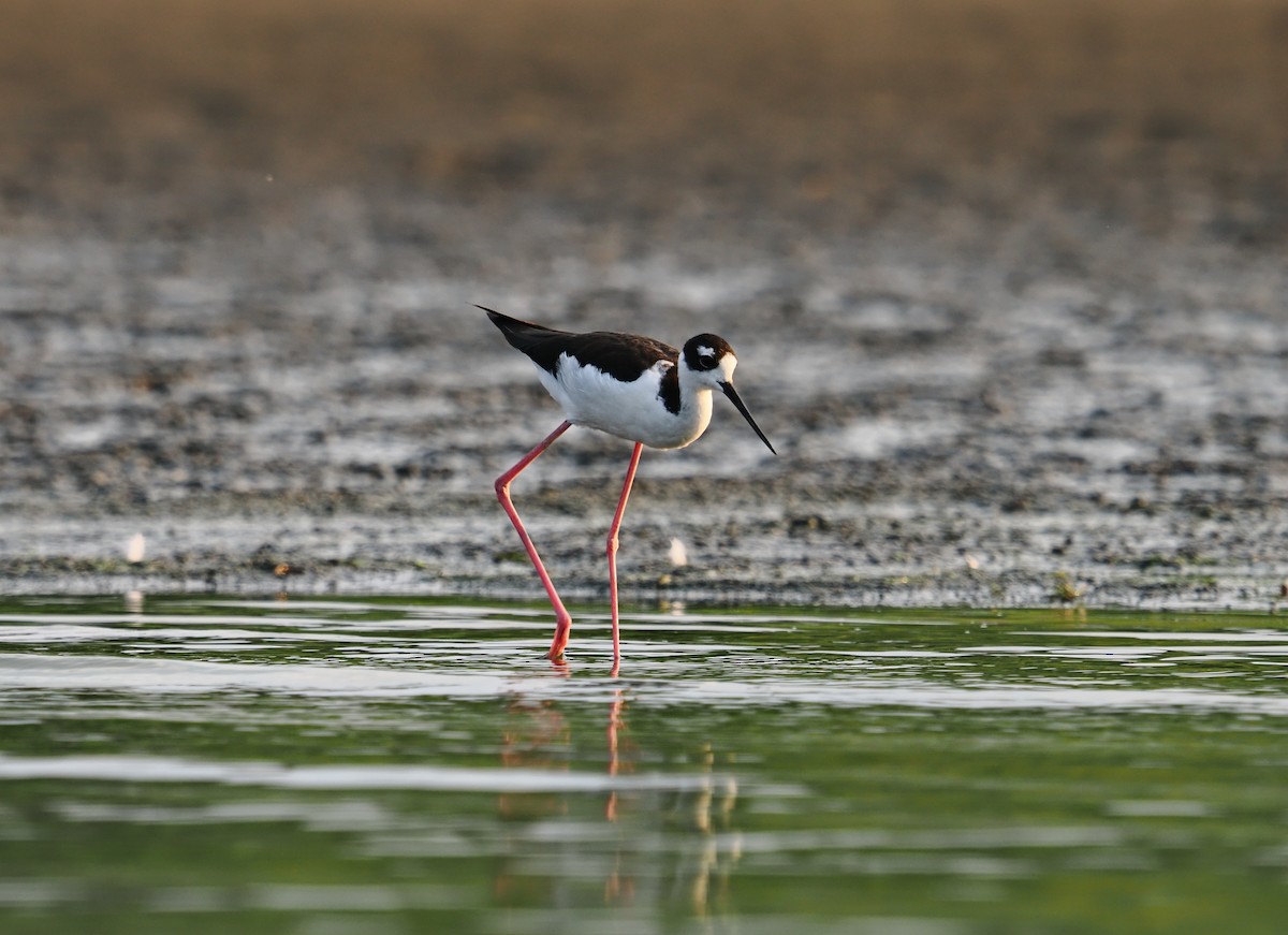 Black-necked Stilt - ML642128343