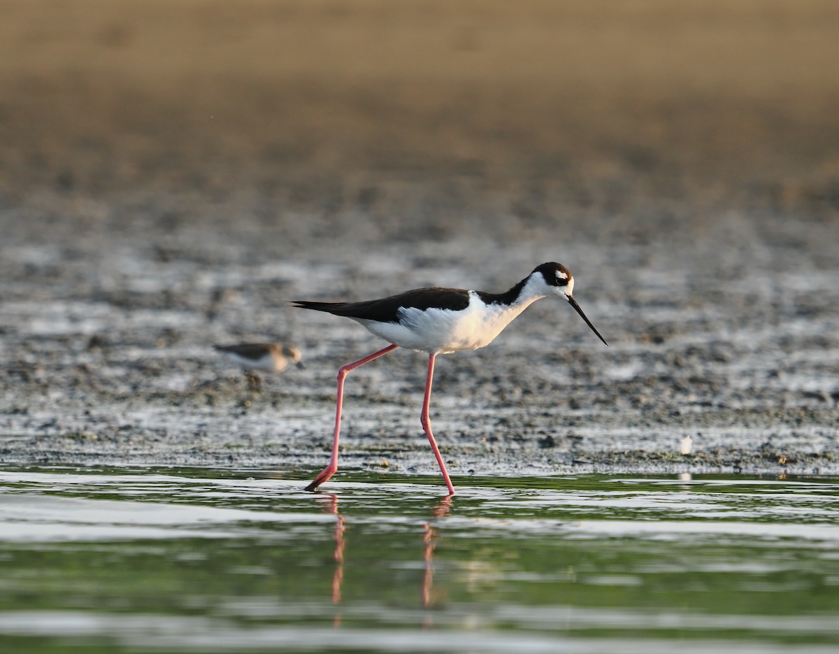 Black-necked Stilt - ML642128344