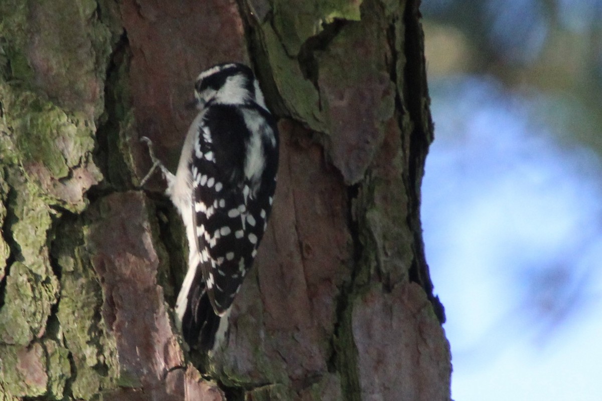 Downy Woodpecker - ML642128346