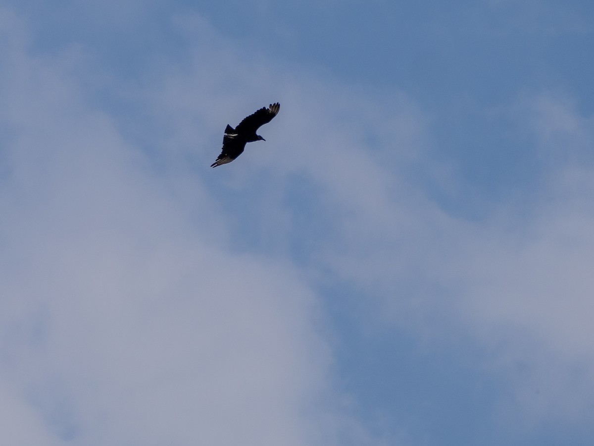 Black Vulture - ML642128352
