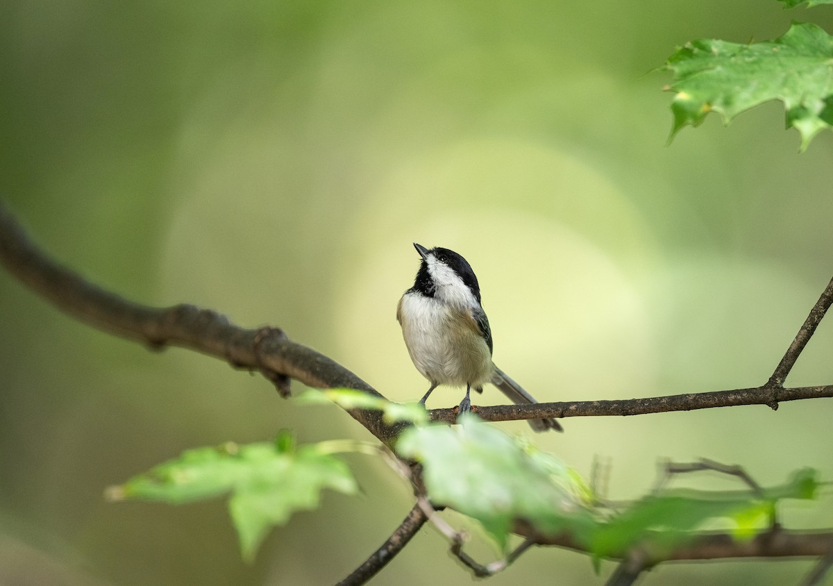 Carolina Chickadee - ML642128358