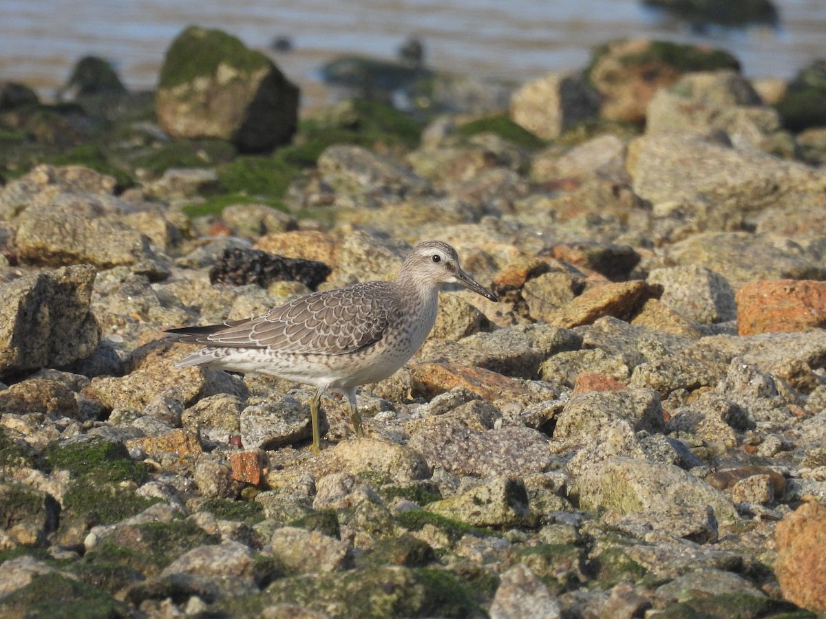 Red Knot - ML642128372