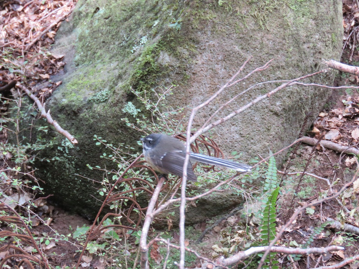 New Zealand Fantail - ML642128382