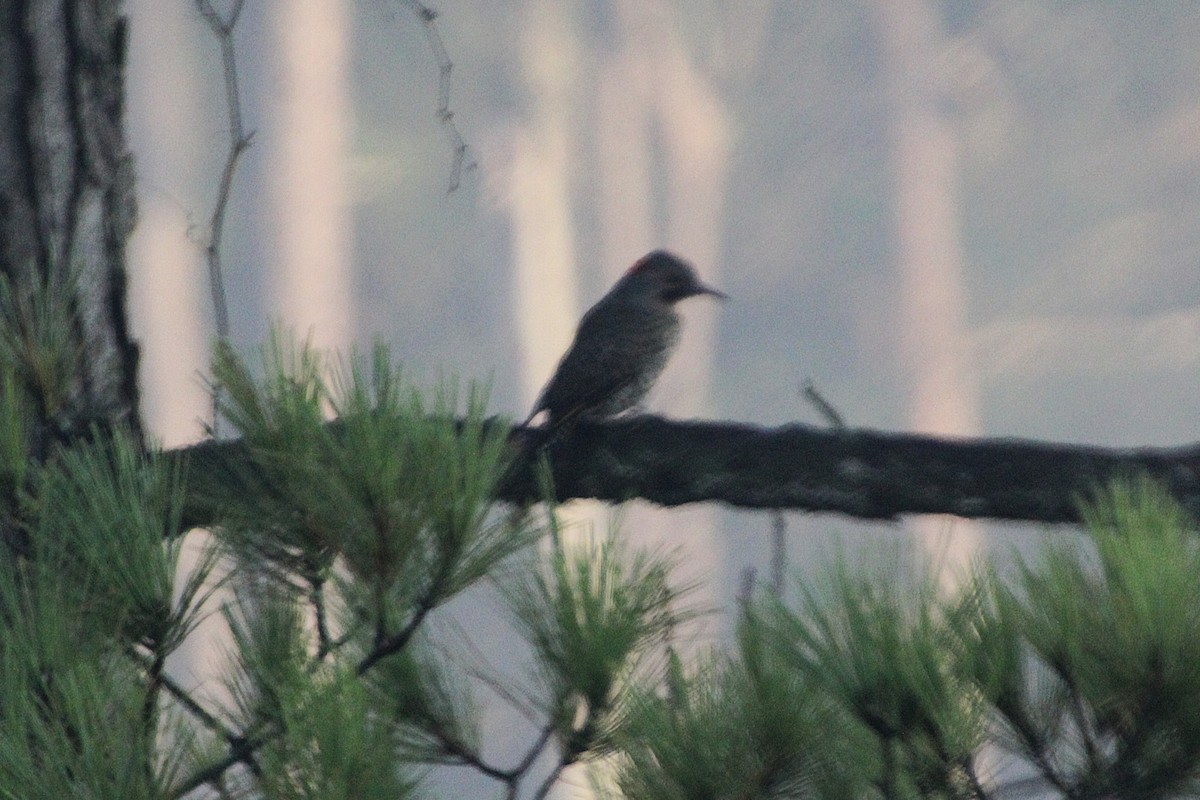 Northern Flicker - ML642128389