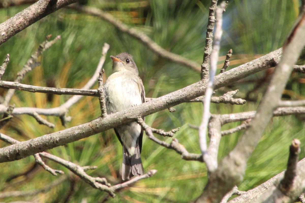 Eastern Wood-Pewee - ML642128408