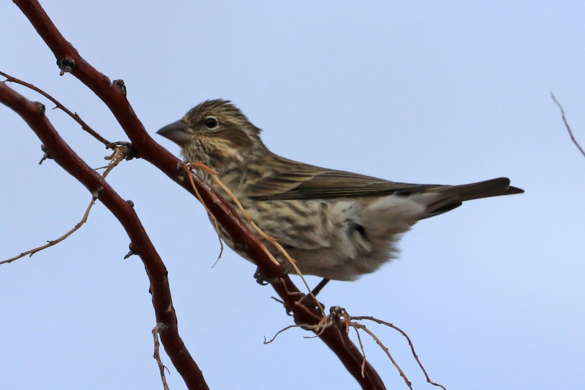 Cassin's Finch - ML642128413