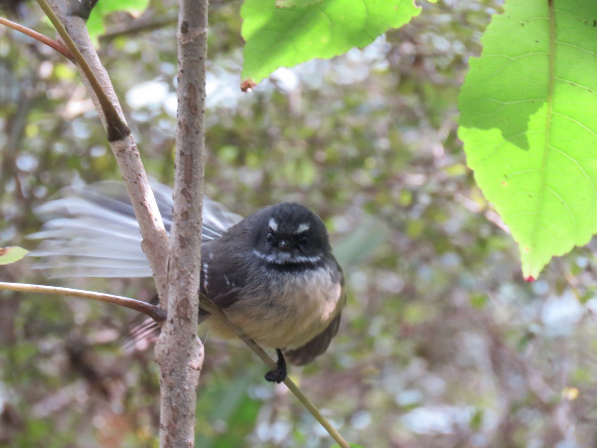 New Zealand Fantail - ML642128414