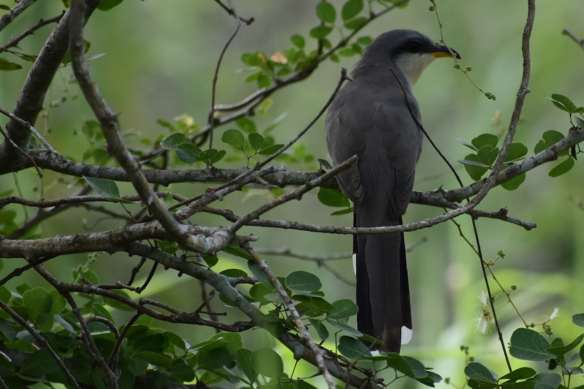 Mangrove Cuckoo - ML642128415