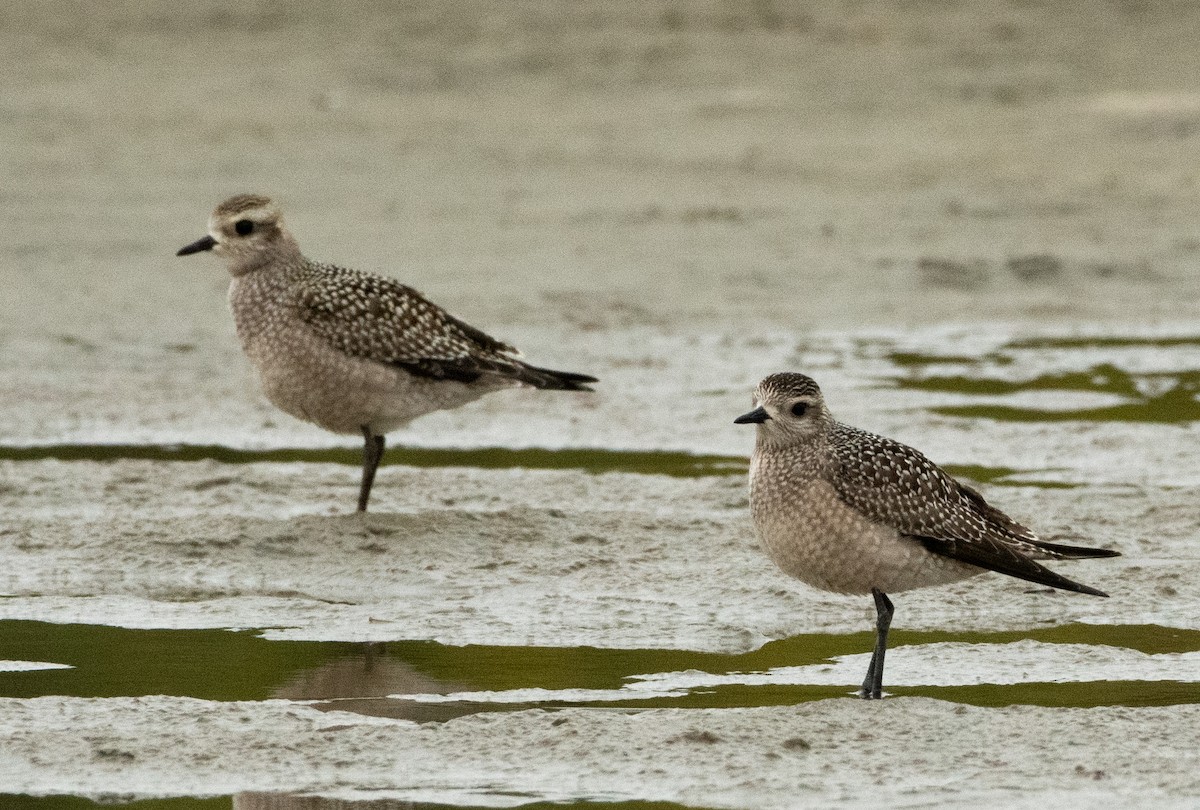 American Golden-Plover - ML642128420