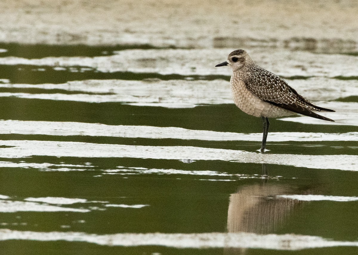 American Golden-Plover - ML642128422