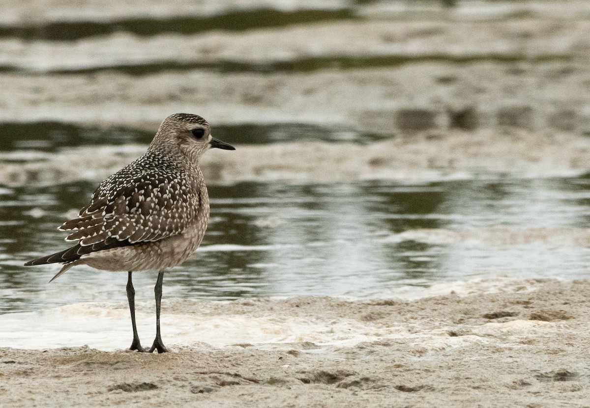 American Golden-Plover - ML642128423