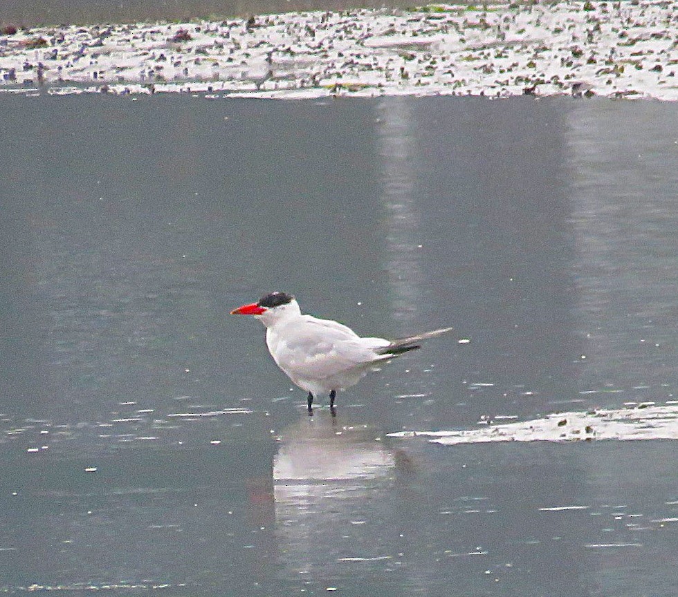 Caspian Tern - ML642128424