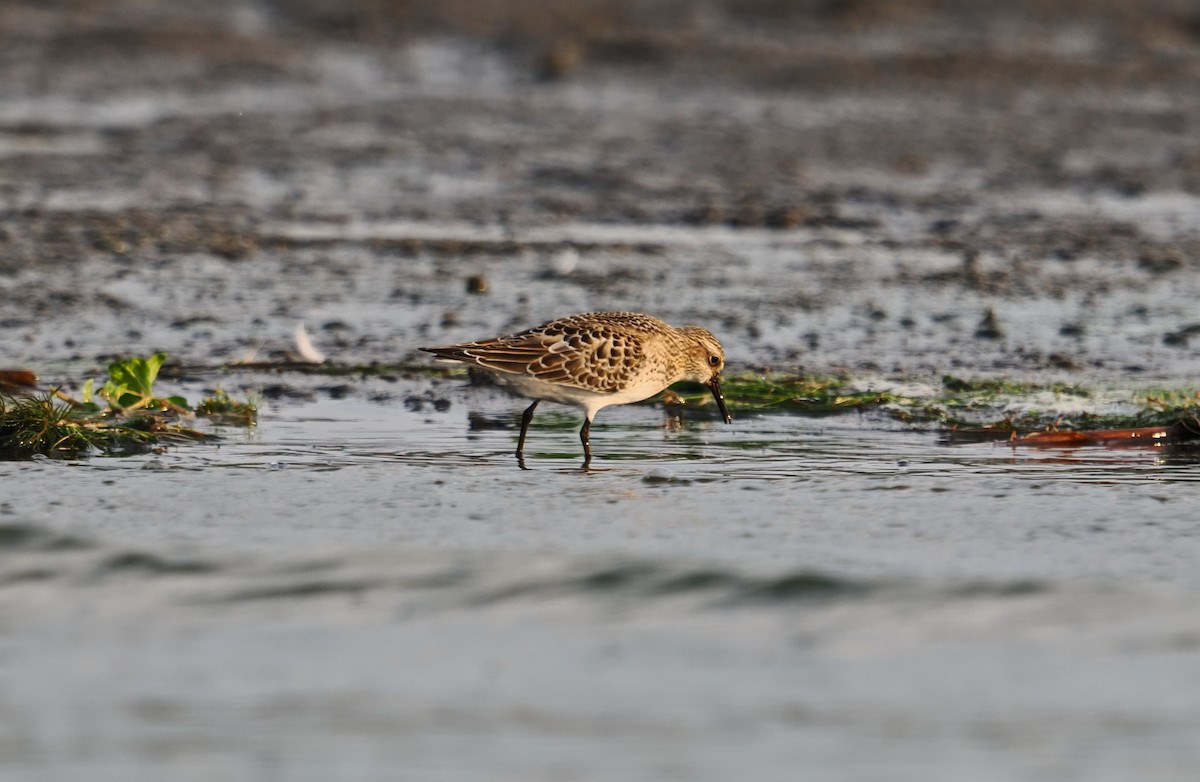 Western Sandpiper - ML642128425