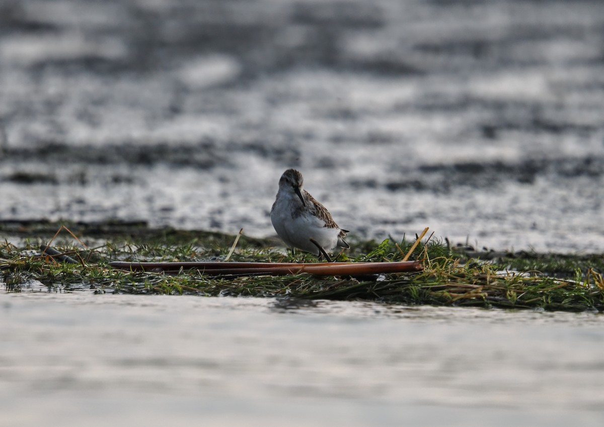 Western Sandpiper - ML642128426