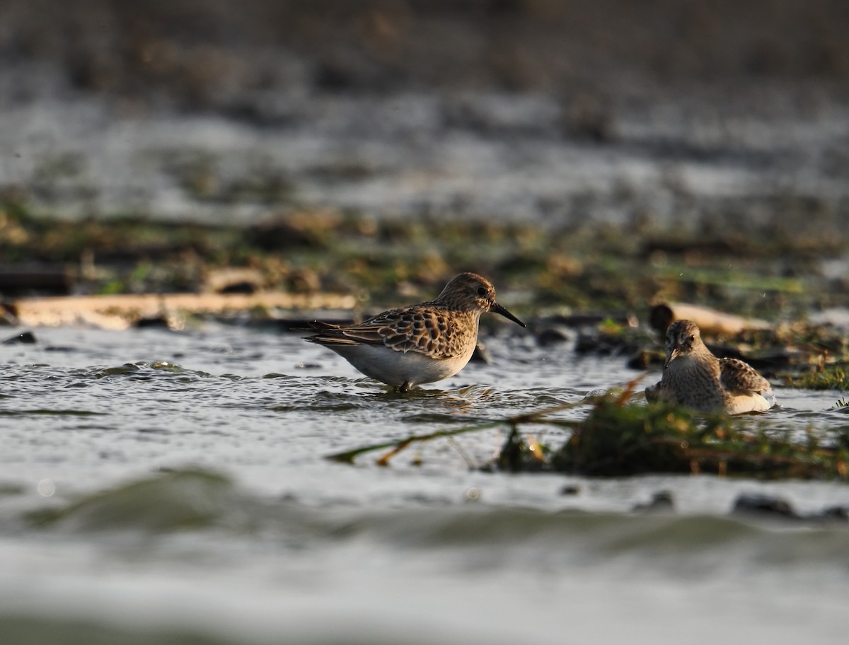 Western Sandpiper - ML642128427