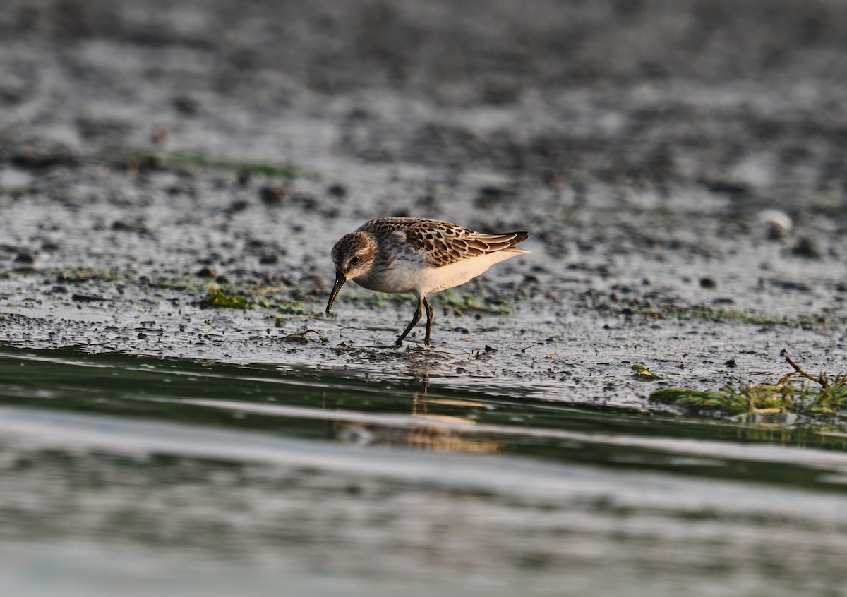 Western Sandpiper - ML642128428