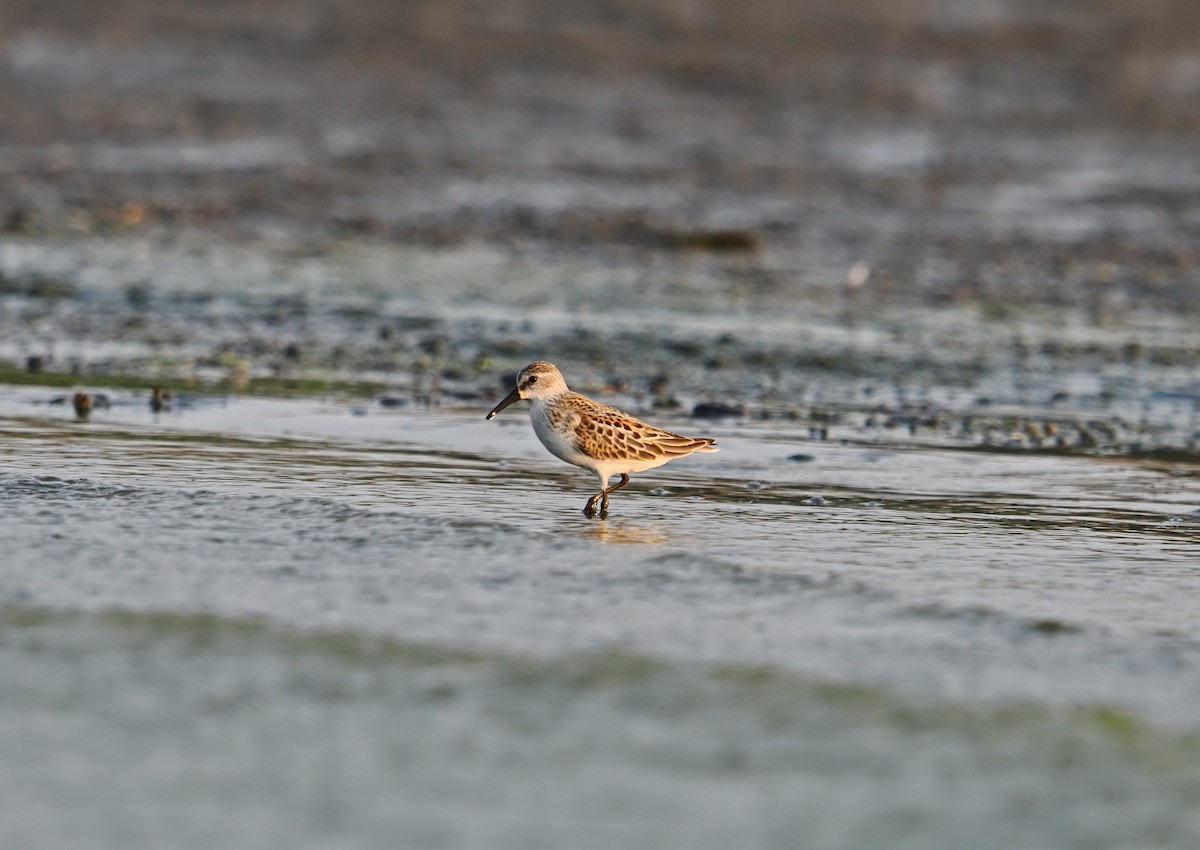 Western Sandpiper - ML642128429