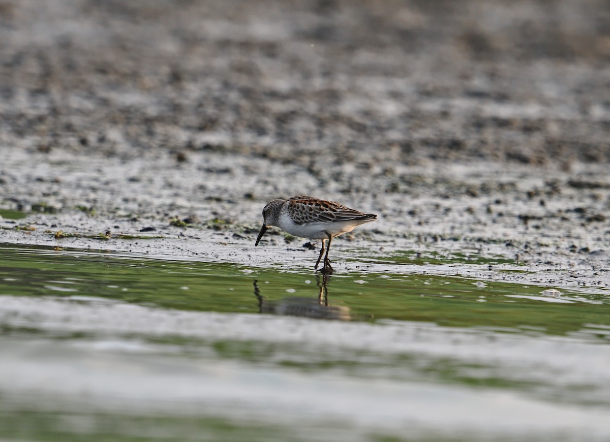 Western Sandpiper - ML642128430