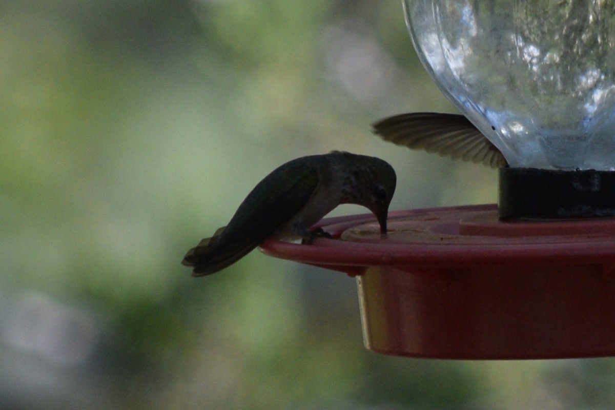Calliope Hummingbird - ML642128432
