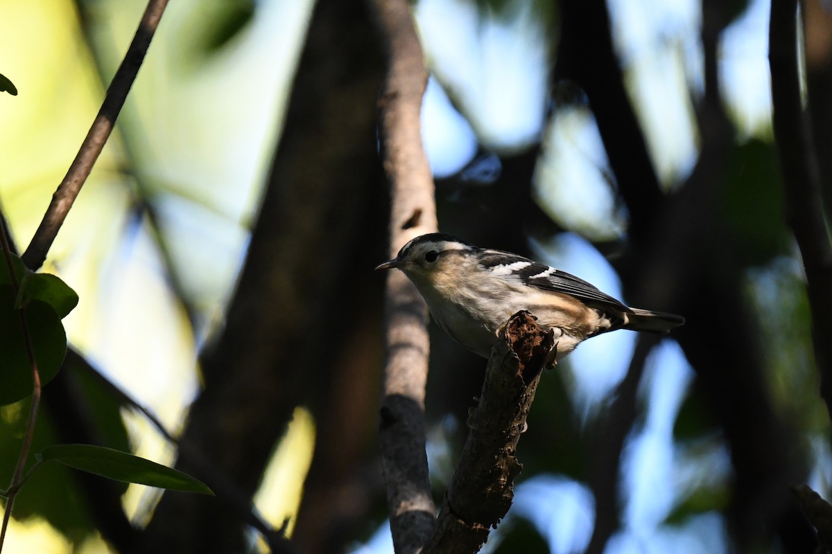 Black-and-white Warbler - ML642128433