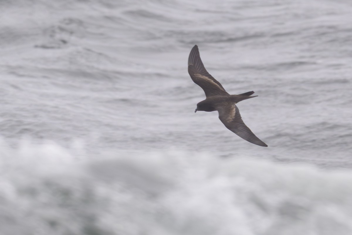 Black Storm-Petrel - ML642128436