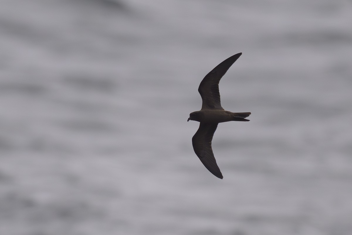 Black Storm-Petrel - ML642128437