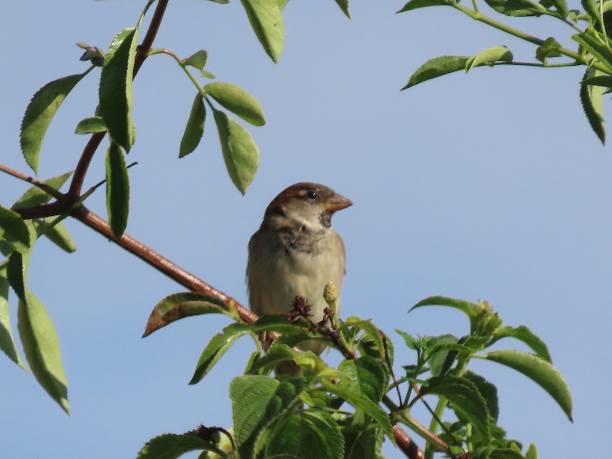House Sparrow - ML642128438