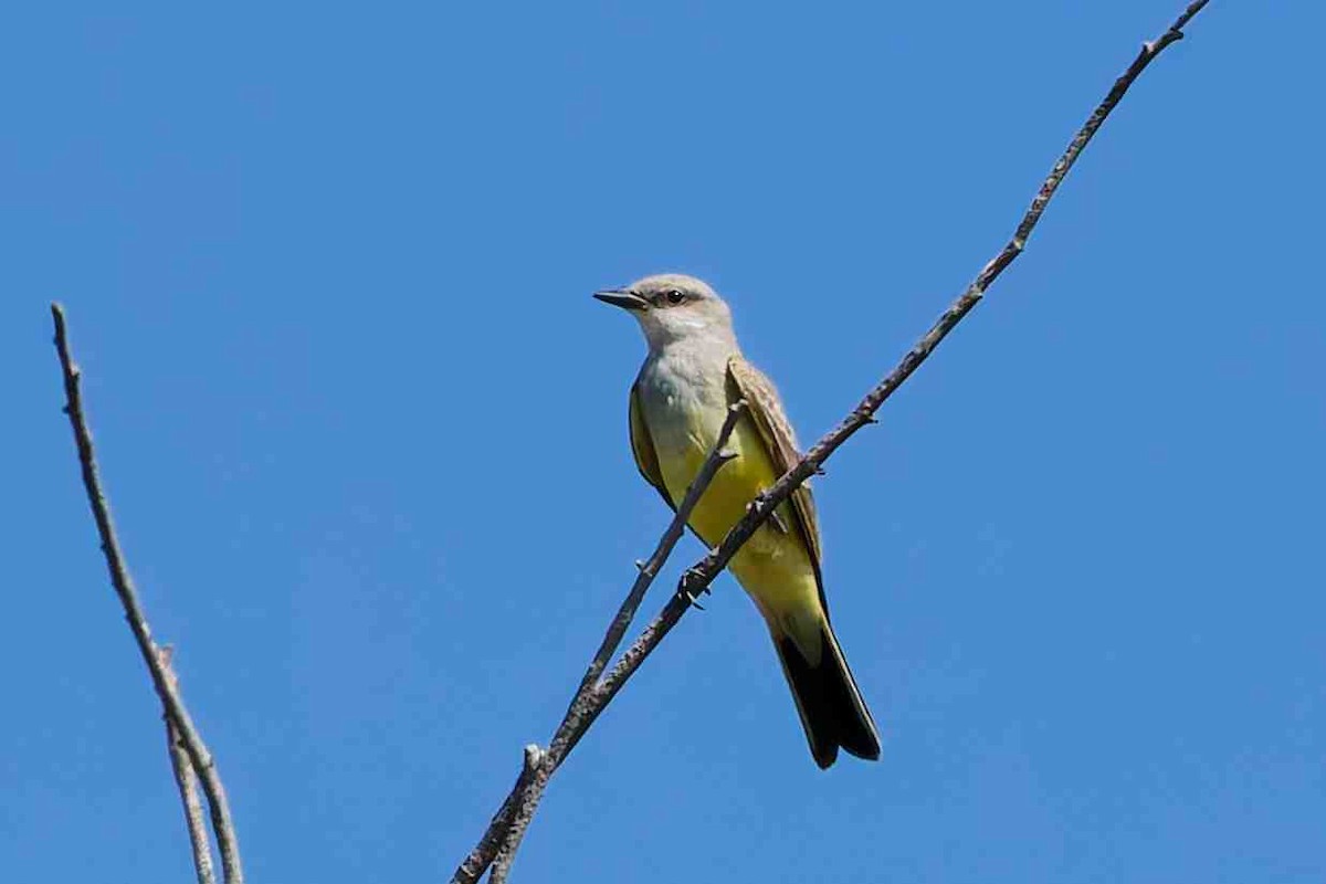 Western Kingbird - ML642128439