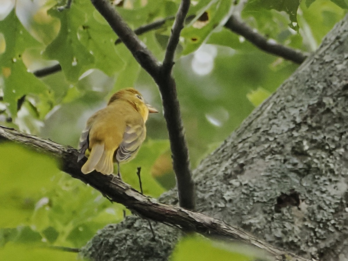 Summer Tanager - ML642128440
