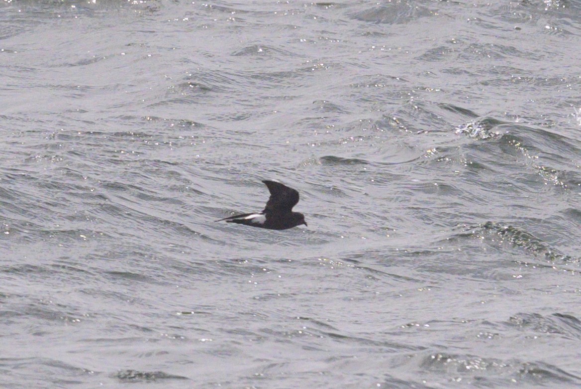 Wilson's Storm-Petrel - ML642128441