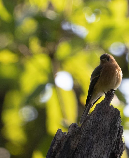 Tufted Flycatcher - ML642128442