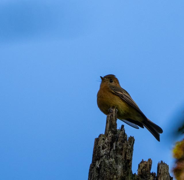 Tufted Flycatcher - ML642128443