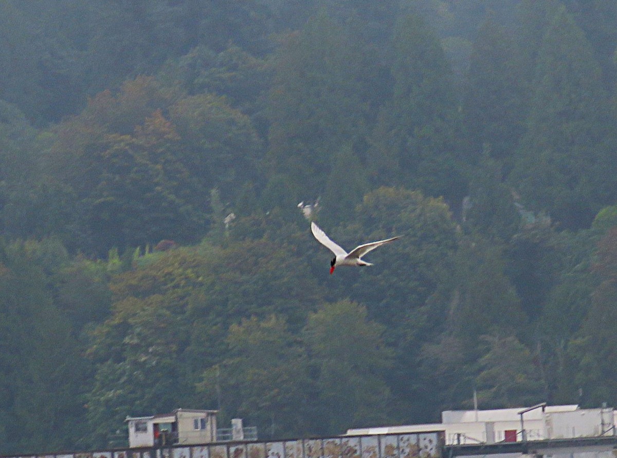 Caspian Tern - ML642128445