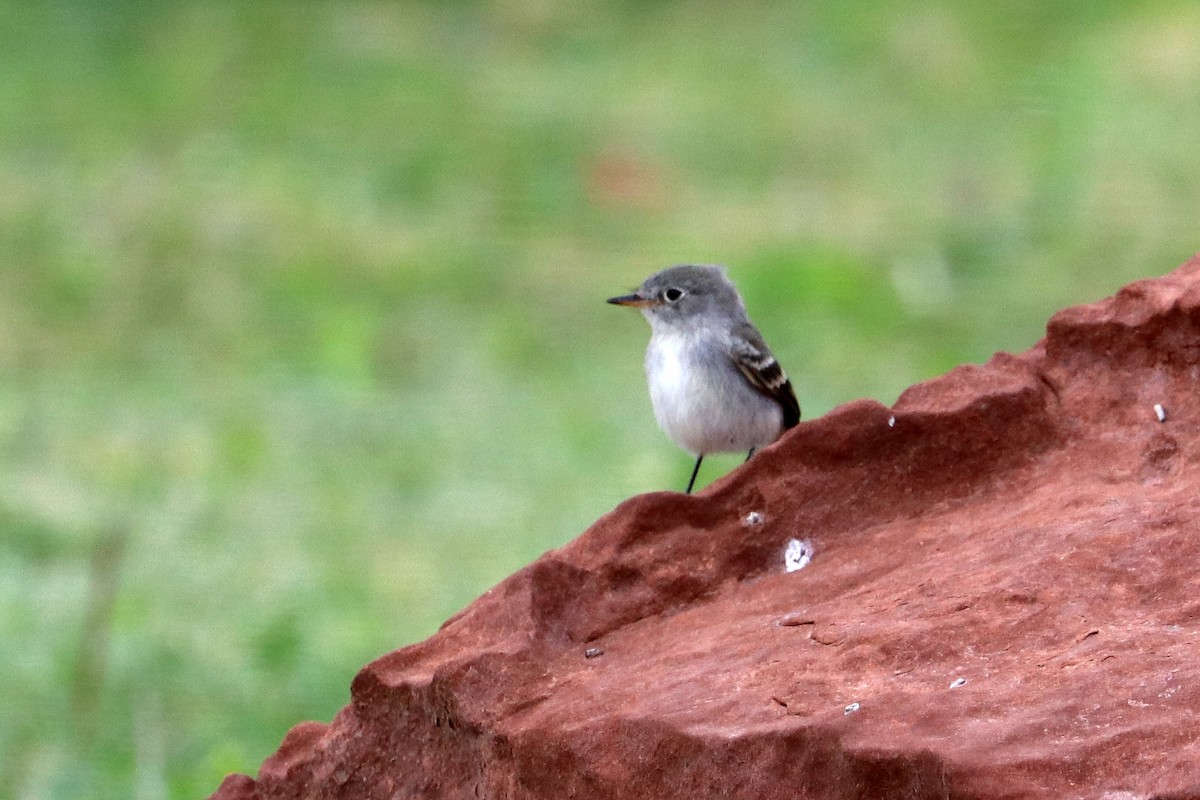 Gray Flycatcher - ML642128446