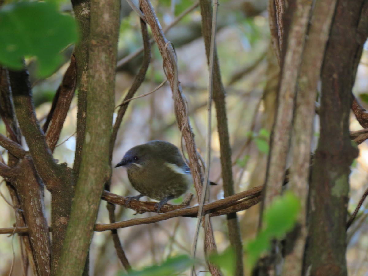 New Zealand Bellbird - ML642128447