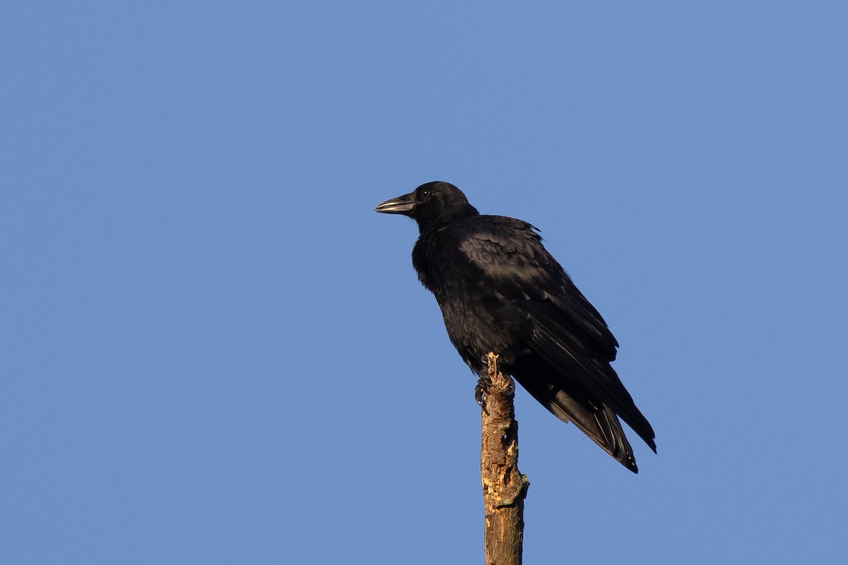 American Crow - ML642128448