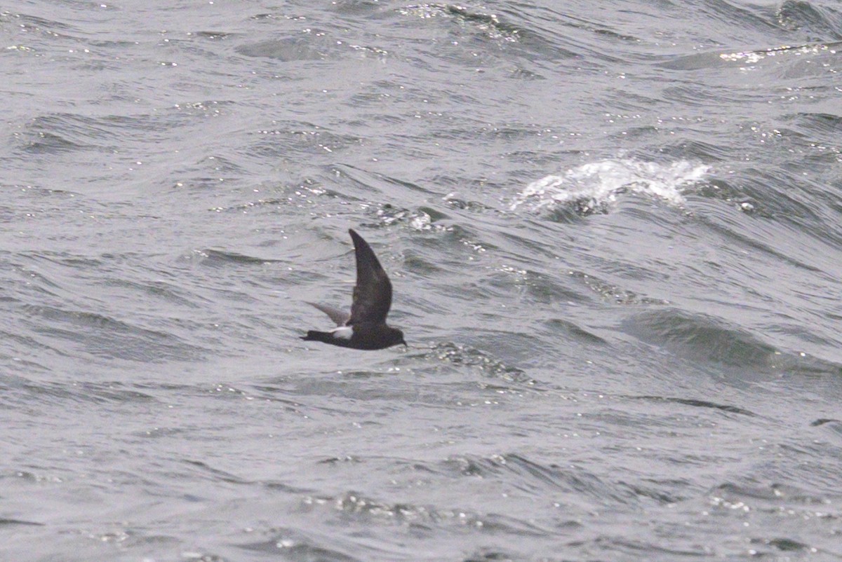 Wilson's Storm-Petrel - ML642128449