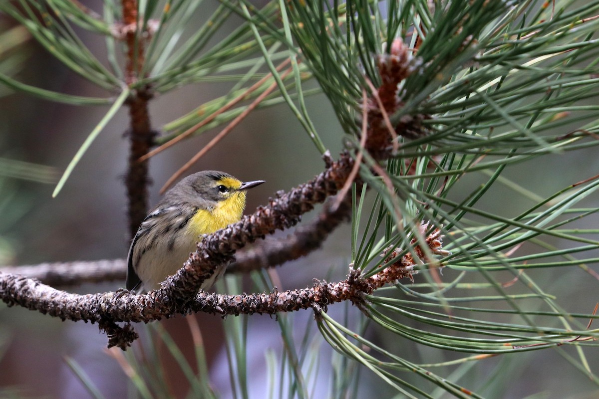 Grace's Warbler - ML642128451