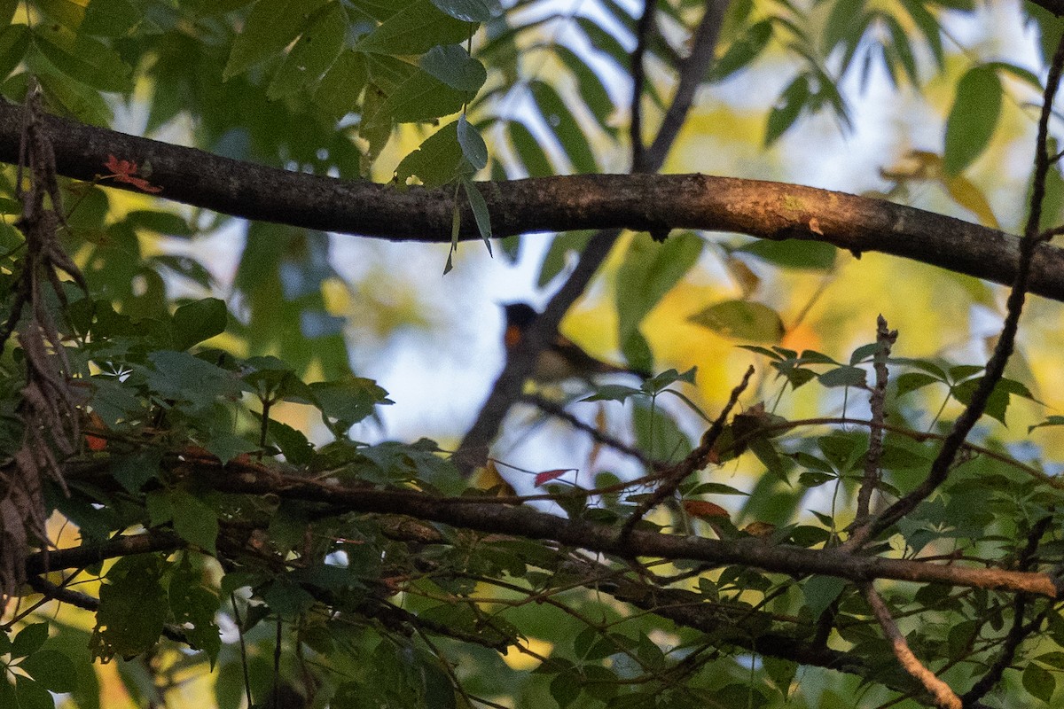 American Redstart - ML642128455