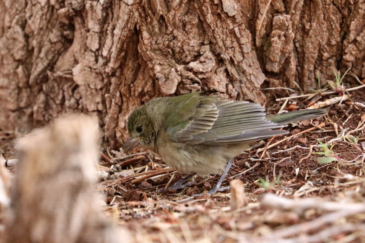Painted Bunting - ML642128457