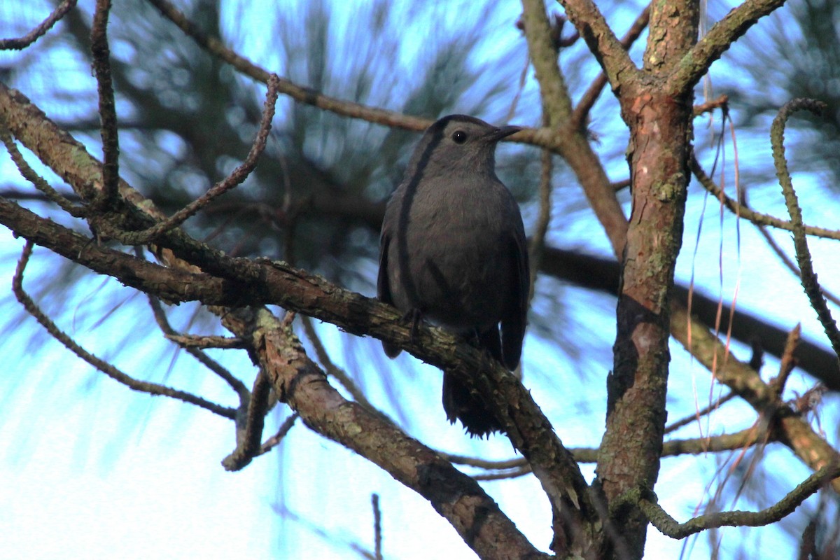 Gray Catbird - ML642128460