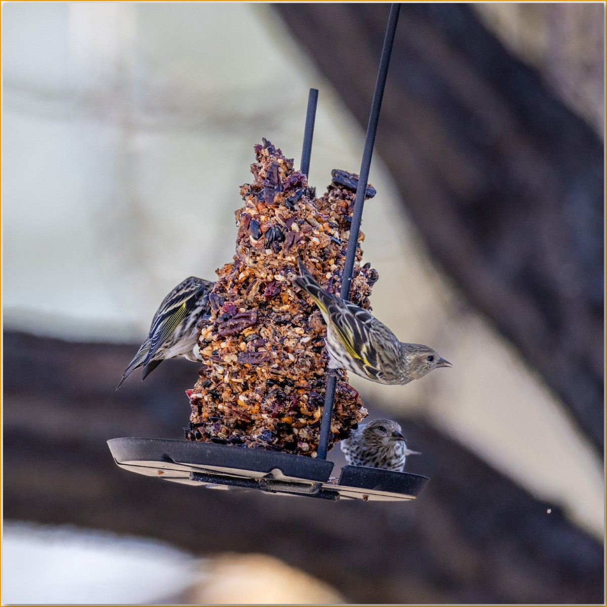 Pine Siskin - ML642128466