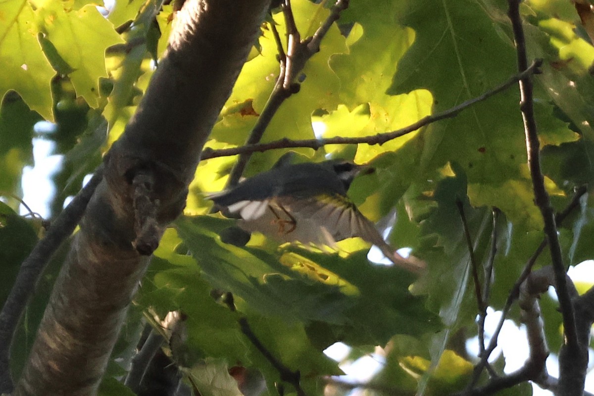 Golden-winged Warbler - ML642128470