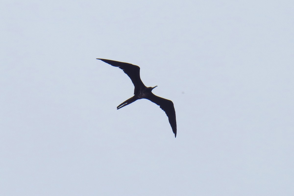 Magnificent Frigatebird - ML642128473