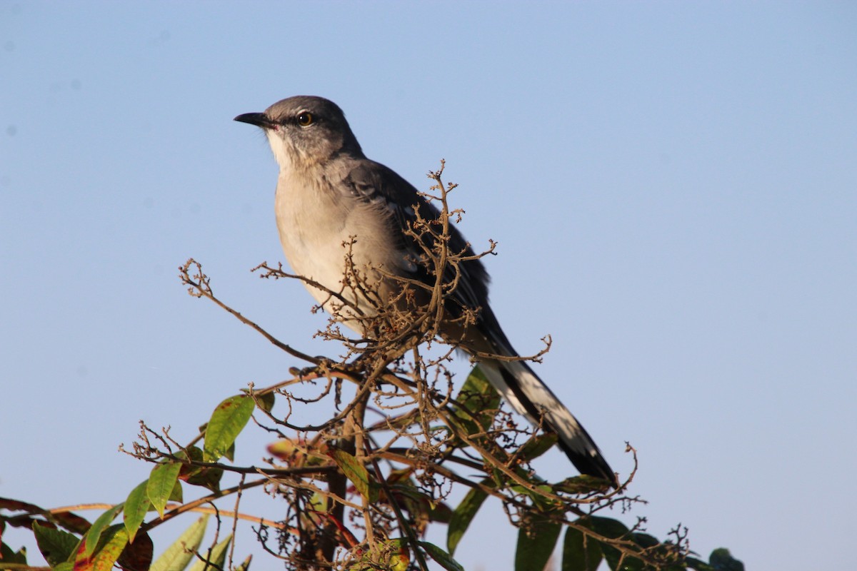 Northern Mockingbird - ML642128475