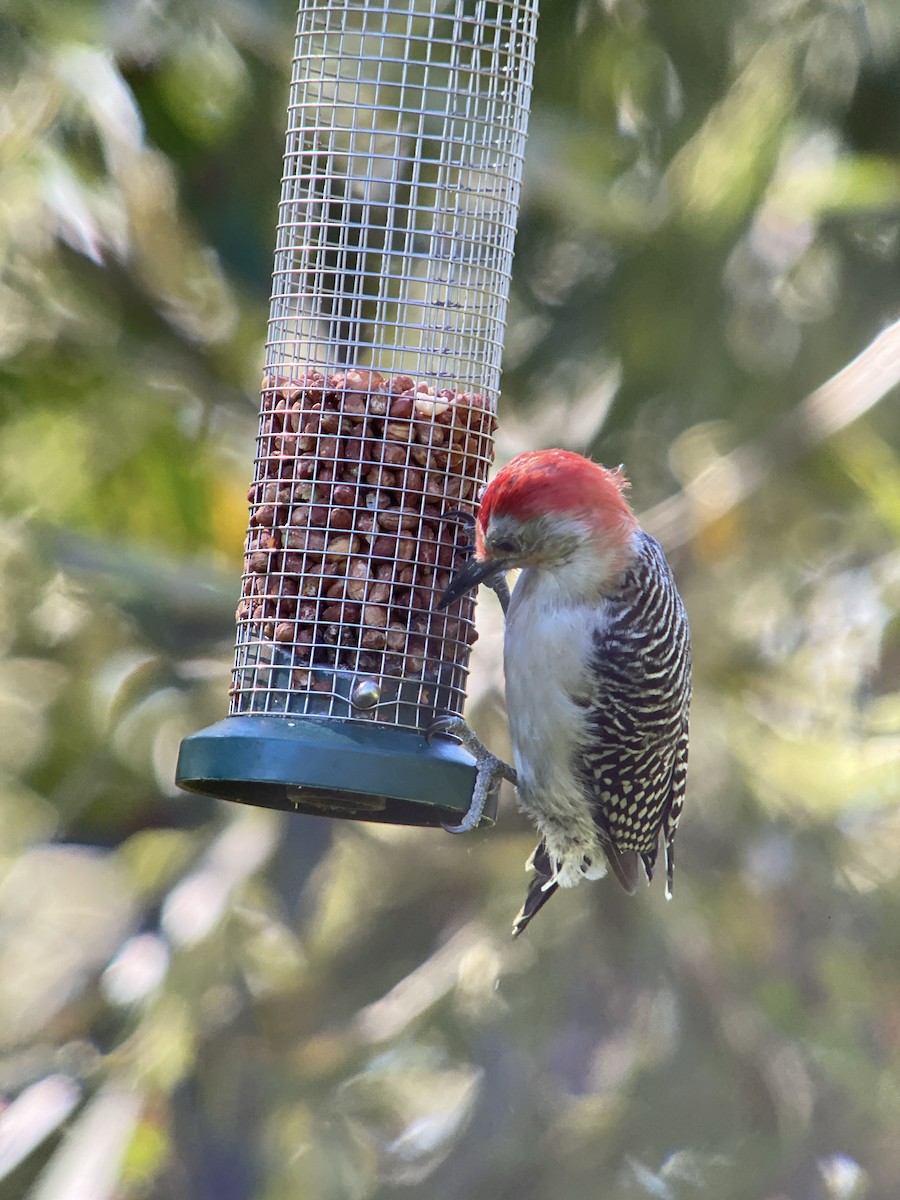 Red-bellied Woodpecker - ML642128490