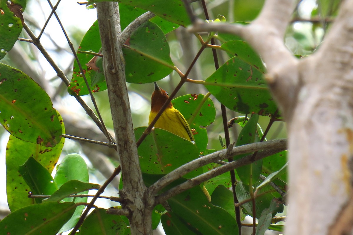 Yellow Warbler (Mangrove) - ML642128495