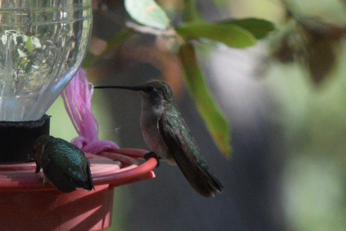 Black-chinned Hummingbird - ML642128498